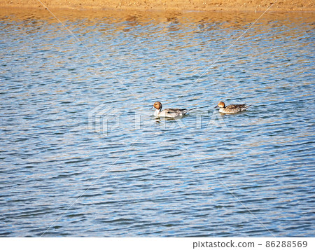 Male and female pintails, smart birds with anseriformes flying in winter Male and female pintails, smart birds with anseriformes flying in winter 86288569