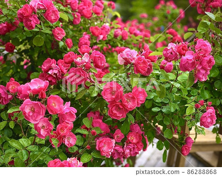 玫瑰呼喚愛 86288868