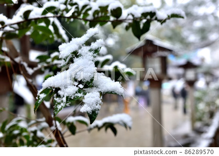 寒川神社入口處的雪景 86289570