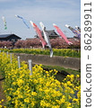 Rape blossoms and Kawazu cherry blossoms in Tahara City 86289911
