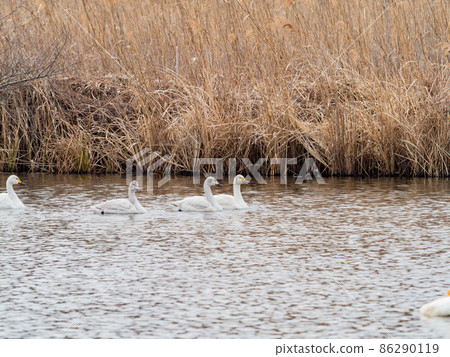 Winter view of Sugo-numa with swans Family of swans Winter view of Sugo-numa with swans Family of swans 86290119