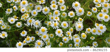 Garden chamomile flower background material, garden chamomile frame 86290235