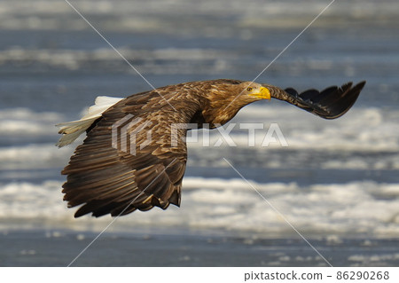 White-tailed eagle flying with its wings spread 86290268