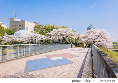 A row of cherry blossom trees in front of the Minami Osawa Campus of Tokyo Metropolitan University A row of cherry blossom trees in front of the Minami Osawa Campus of Tokyo Metropolitan University 86290636