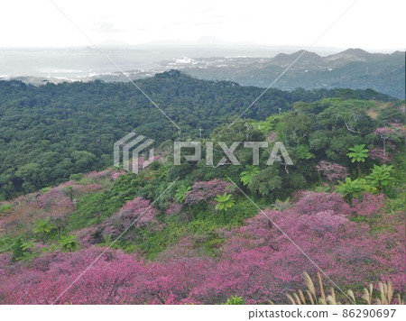 Yaedake and Iejima Tatchu 86290697