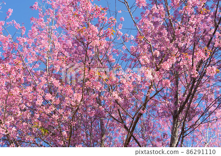 Sakura cherry flowers blossom trees of Phu Lom Lo national park, Phu Hin Rong Kla National Park, Thailand. Natural landscape background. Pink color in spring season. 86291110