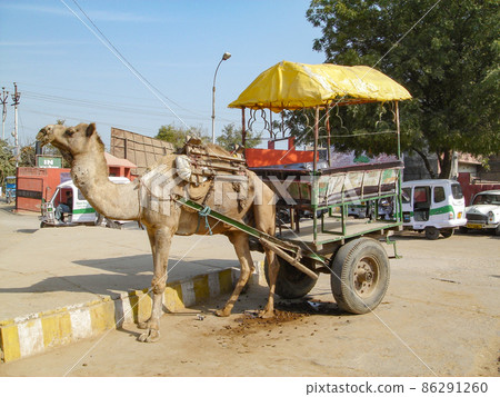 A camel taxi waiting for customers near Agra Castle, India A camel taxi waiting for customers near Agra Castle, India 86291260
