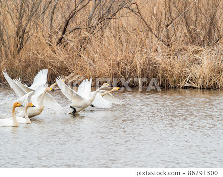 菅沼與天鵝的冬景 大天鵝起飛 86291300