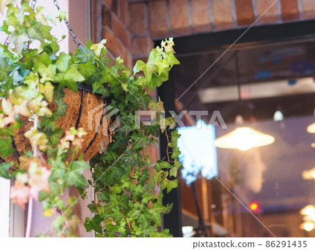 Hanging foliage plants 86291435