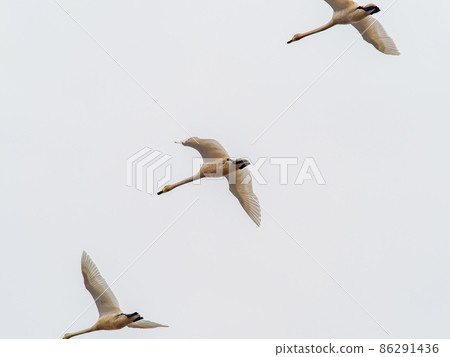 Winter view of Sugo-numa with swans Flying whooper swan 86291436