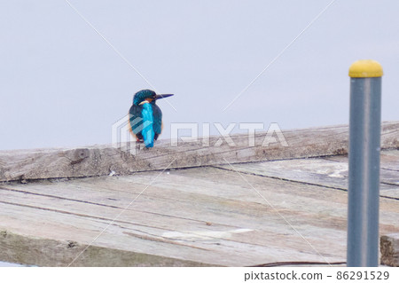 手賀沼湖野鳥冬季翠鳥 手賀沼湖野鳥冬季翠鳥 86291529