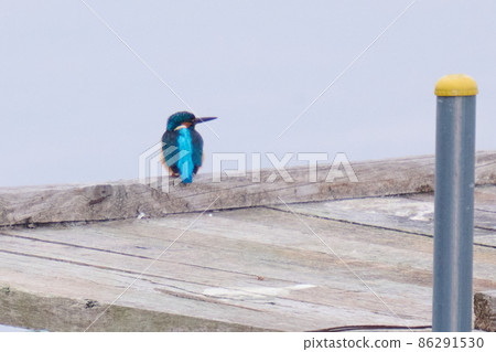 Lake Teganuma Wild Bird Winter Kingfisher Lake Teganuma Wild Bird Winter Kingfisher 86291530