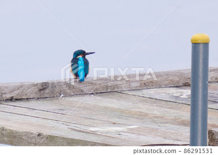 Lake Teganuma Wild Bird Winter Kingfisher Lake Teganuma Wild Bird Winter Kingfisher 86291531