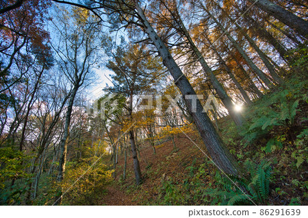 Autumn leaves scenery in the mountains 86291639
