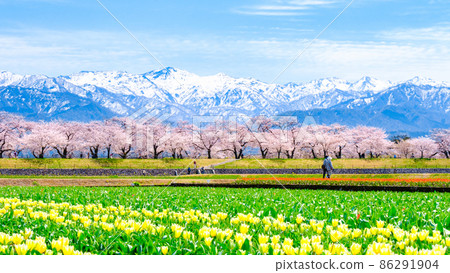 Asahi Funakawa (Spring) Asahi Funakawa (Spring) 86291904
