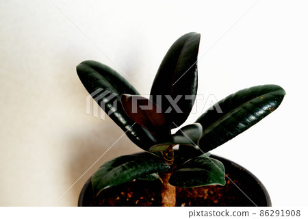 Ornamental plant Ficus altissima burgundy potted plant Ornamental plant Ficus altissima burgundy potted plant 86291908