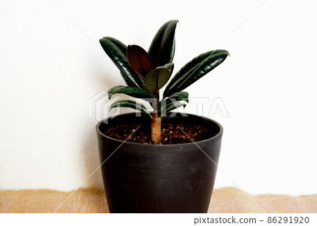 Ornamental plant Ficus altissima burgundy potted plant Ornamental plant Ficus altissima burgundy potted plant 86291920