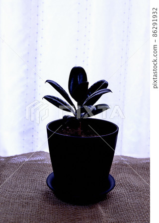 觀賞植物 Ficus altissima 勃艮第盆栽 觀賞植物 Ficus altissima 勃艮第盆栽 86291932