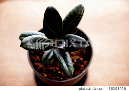 觀賞植物 Ficus altissima 勃艮第盆栽 觀賞植物 Ficus altissima 勃艮第盆栽 86291936