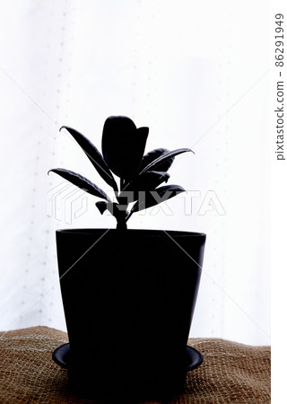 觀賞植物 Ficus altissima 勃艮第盆栽 觀賞植物 Ficus altissima 勃艮第盆栽 86291949