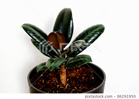 觀賞植物 Ficus altissima 勃艮第盆栽 觀賞植物 Ficus altissima 勃艮第盆栽 86291950