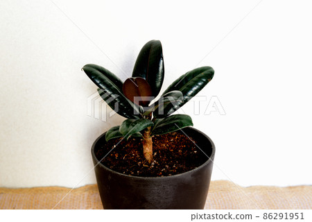 觀賞植物 Ficus altissima 勃艮第盆栽 觀賞植物 Ficus altissima 勃艮第盆栽 86291951