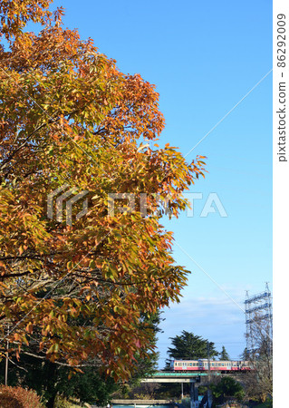Autumn leaves trees and Seibu Tamagawa Line 101 series train (Akaden) Autumn leaves trees and Seibu Tamagawa Line 101 series train (Akaden) 86292009