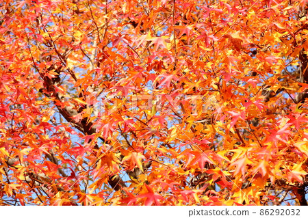 Brightly colored sweetgum leaves Brightly colored sweetgum leaves 86292032