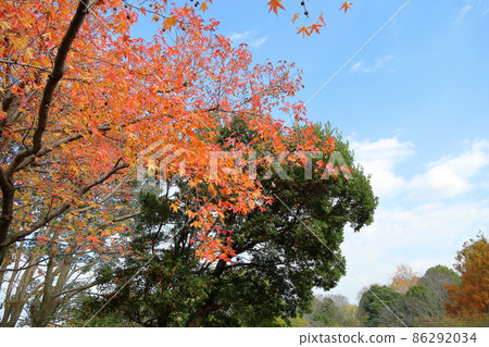 Brightly colored sweetgum leaves 86292034