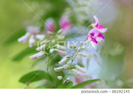 Hagi flower Hagi flower 86292145