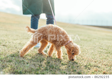 A woman in an apron playing with her dog (lawn) 86292235