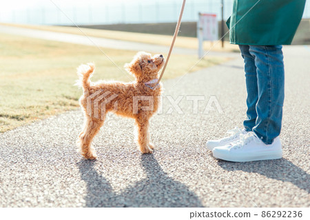 A woman in an apron playing with her dog (road) 86292236