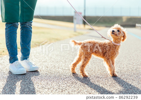 A woman in an apron playing with her dog (road) 86292239