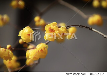 Japanese allspice flower Japanese allspice flower 86292434