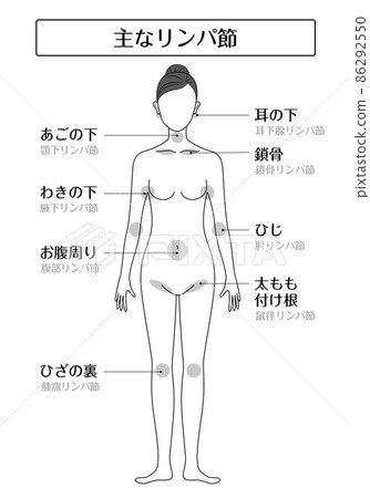 主淋巴結圖 主淋巴結圖 86292550
