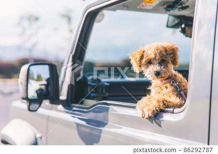 Dog to drive (looking at the camera) 86292787