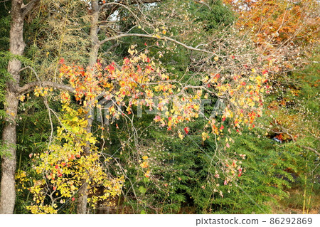 Nankinhase tree 86292869