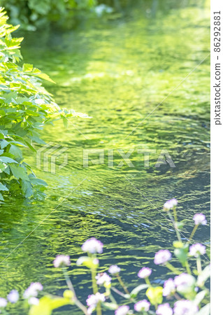Fresh green, clear stream, eco-image of the waterside (Hoki Town, Daisen) Fresh green, clear stream, eco-image of the waterside (Hoki Town, Daisen) 86292881