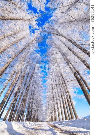 Tree-lined road of hoarfrost 86293141