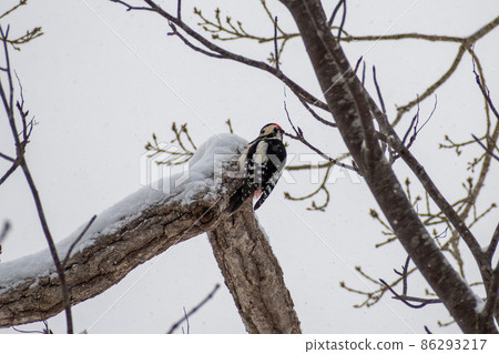 Great spotted woodpecker _ Red woodpecker _ Woodpecker _ Woodpecker 86293217