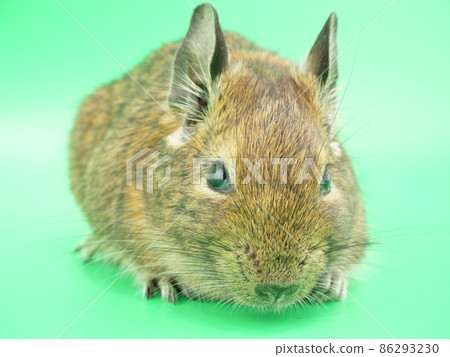 德古的臉朝上 86293230