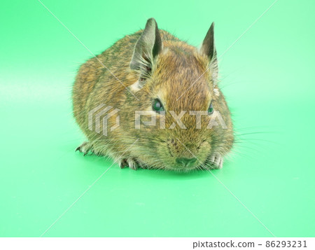 Degu in a prone position 86293231