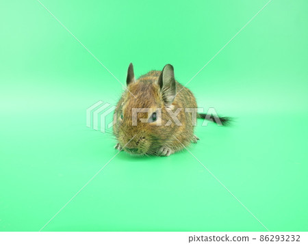 變小了的德古 86293232