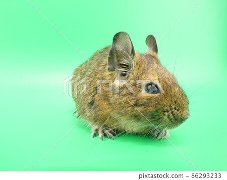 Degu looking away 86293233