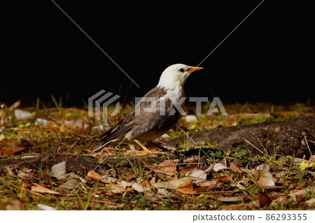 白頰椋鳥尋找食物和盯著某事 86293355