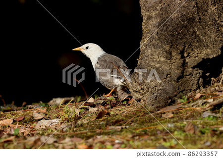 White-cheeked starling looking for food and staring at something 86293357