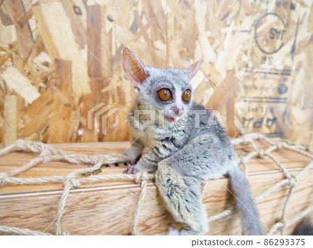 Senegal bushbaby looking down from a wooden box Senegal bushbaby looking down from a wooden box 86293375