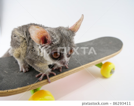 Bush baby playing on a skateboard Bush baby playing on a skateboard 86293411
