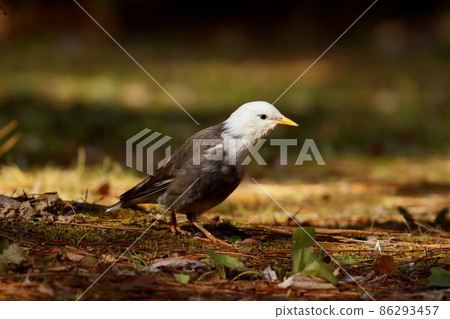 白頰椋鳥尋找食物和盯著某事 86293457