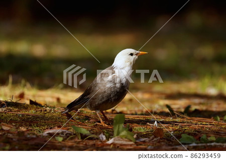 White-cheeked starling looking for food and staring at something 86293459